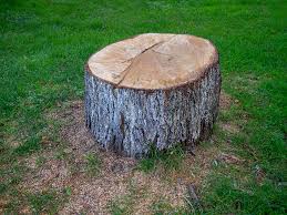 Best Root Management and Removal  in Swansboro, NC