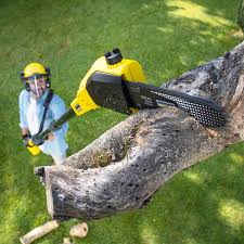 Best Tree Preservation Services  in Swansboro, NC