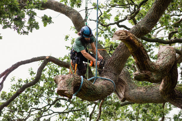 Best Hazardous Tree Removal  in Swansboro, NC