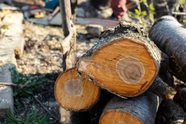 Best Tree Mulching  in Swansboro, NC