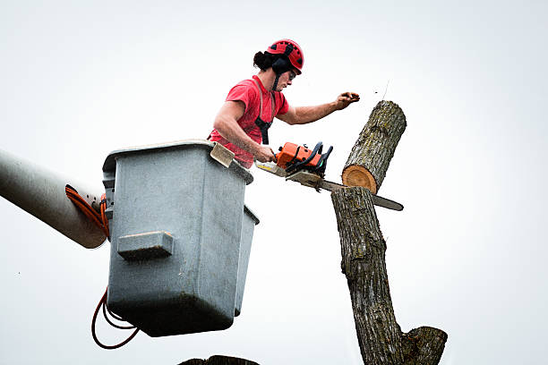 Best Tree Disease Treatment  in Swansboro, NC