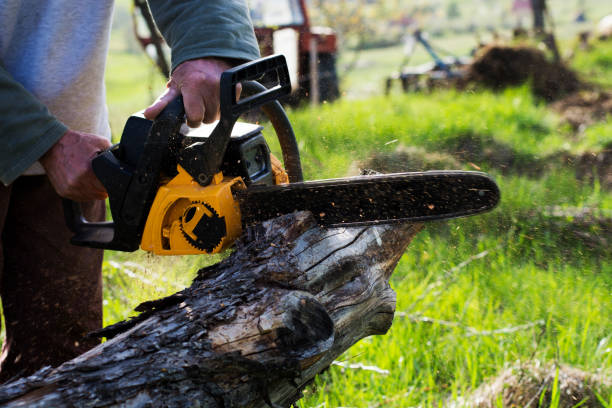Swansboro, NC Tree Care Company