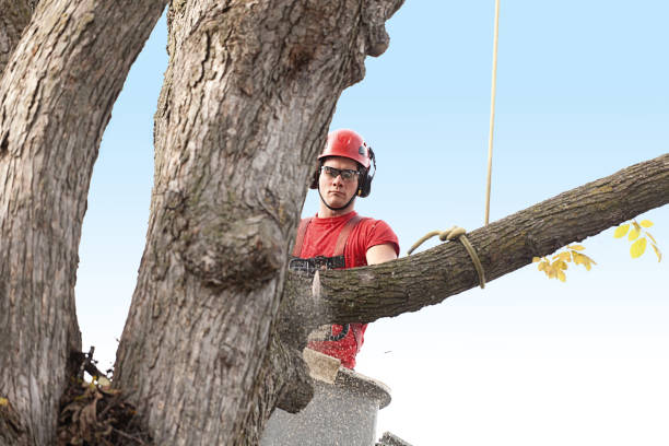 Best Pest Control for Lawns  in Swansboro, NC